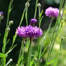 Image result for Helichrysum subulifolium