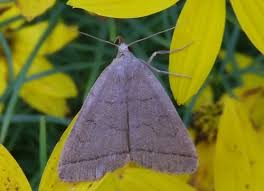 Attēlu rezultāti vaicājumam “Zanclognatha tarsipennalis”