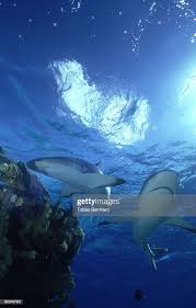 Image result for Carcharhinus amblyrhynchos
