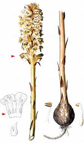 Attēlu rezultāti vaicājumam “Orobanche elatior”