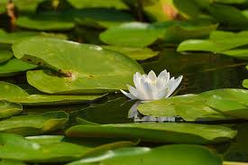 Attēlu rezultāti vaicājumam “Nymphaea candida”