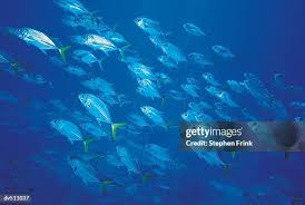 Image result for Caranx latus