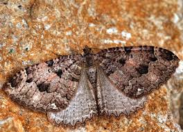 Attēlu rezultāti vaicājumam “Triphosa dubitata”