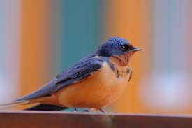 Attēlu rezultāti vaicājumam “Hirundo rustica”