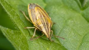 Attēlu rezultāti vaicājumam “Aelia acuminata”