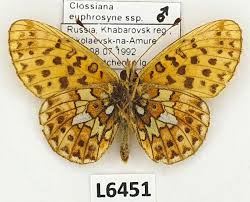 Attēlu rezultāti vaicājumam “Clossiana euphrosyne”