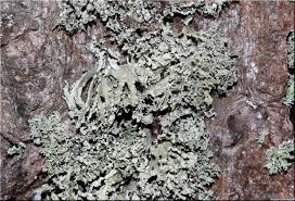 Attēlu rezultāti vaicājumam “Ramalina pollinaria”