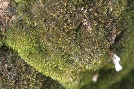 Attēlu rezultāti vaicājumam “Hymenostylium recurvirostrum macro”