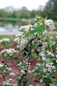 Attēlu rezultāti vaicājumam “Aronia melanocarpa flower”
