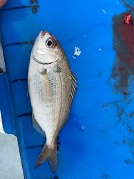 Image result for Pagellus bogaraveo