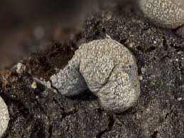 Attēlu rezultāti vaicājumam “Badhamiopsis ainoae macro”