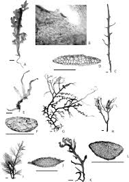Attēlu rezultāti vaicājumam “Isopaches bicrenatus”