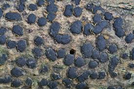 Attēlu rezultāti vaicājumam “Diatrype disciformis”