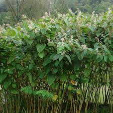 Attēlu rezultāti vaicājumam “Reynoutria sachalinensis fruit”