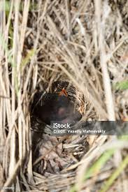 Image result for Locustella fluviatilis