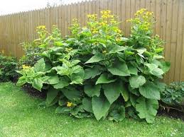 Image result for Telekia speciosa
