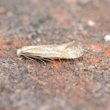 Attēlu rezultāti vaicājumam “Cephaloziella elachista macro”