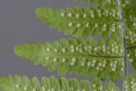 Attēlu rezultāti vaicājumam “Gymnocarpium robertianum”