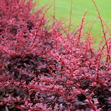 Attēlu rezultāti vaicājumam “Berberis thunbergii”