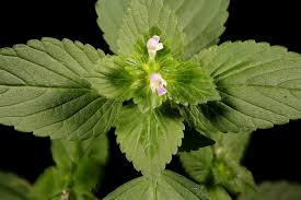 Attēlu rezultāti vaicājumam “Galeopsis bifida”