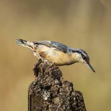 Attēlu rezultāti vaicājumam “Sitta europaea”