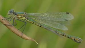 Attēlu rezultāti vaicājumam “Lestes dryas female”