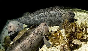 Image result for Anarhichas minor