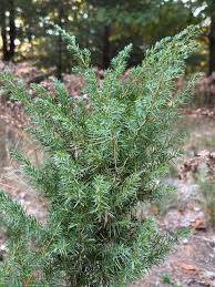 Attēlu rezultāti vaicājumam “Juniperus communis leaf”