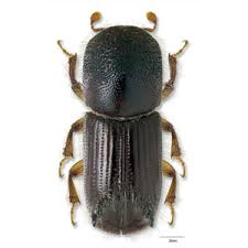 Attēlu rezultāti vaicājumam “Scolytidae”