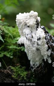 Attēlu rezultāti vaicājumam “Brefeldia maxima”