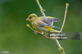 Attēlu rezultāti vaicājumam “Chloris chloris”