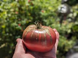 Afbeeldingsresultaat voor carbon tomato
