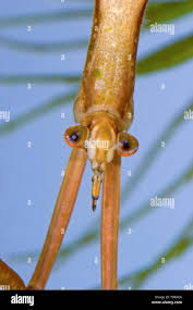 Attēlu rezultāti vaicājumam “Ranatra linearis”