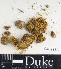 Attēlu rezultāti vaicājumam “Dicranella cerviculata”