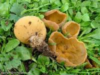 Attēlu rezultāti vaicājumam “Sowerbyella radiculata”