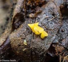 Attēlu rezultāti vaicājumam “Hymenoscyphus calyculus”