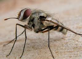 Attēlu rezultāti vaicājumam “Tachinidae”