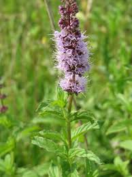 Attēlu rezultāti vaicājumam “Mentha spicata”