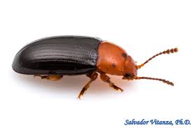 Attēlu rezultāti vaicājumam “Erotylidae”