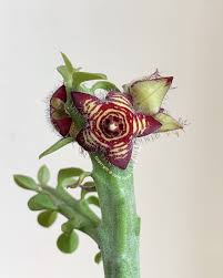 Attēlu rezultāti vaicājumam “Asclepiadaceae”