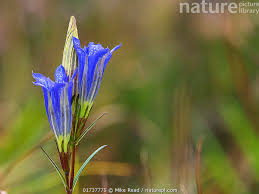 Attēlu rezultāti vaicājumam “Gentiana pneumonanthe flower”