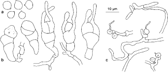 Attēlu rezultāti vaicājumam “Tremella ramalinae”