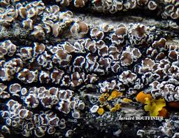 Attēlu rezultāti vaicājumam “Lecanora allophana”