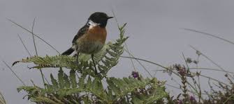 Image result for England Staffordshire Birding Club