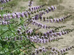 Attēlu rezultāti vaicājumam “Mentha spicata flower”