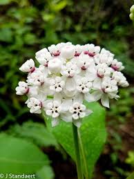 Attēlu rezultāti vaicājumam “Asclepiadaceae”