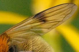 Attēlu rezultāti vaicājumam “Arctophila superbiens”