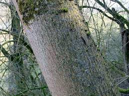 Attēlu rezultāti vaicājumam “Fraxinus excelsior”