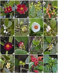 Attēlu rezultāti vaicājumam “Clusiaceae”