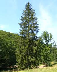 Attēlu rezultāti vaicājumam “Picea abies leaf”